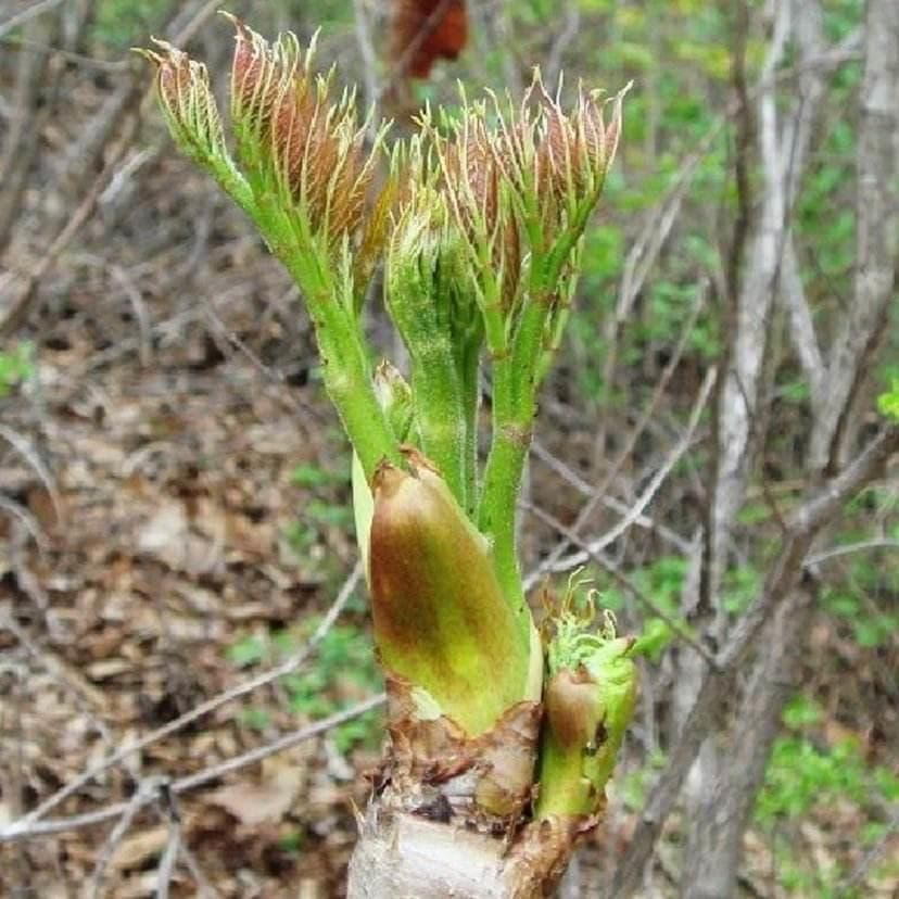 东北的山野菜到底都有哪几种