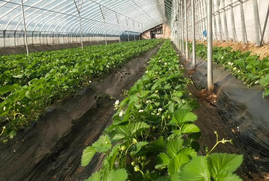 草莓的根系特征及草莓养根技巧