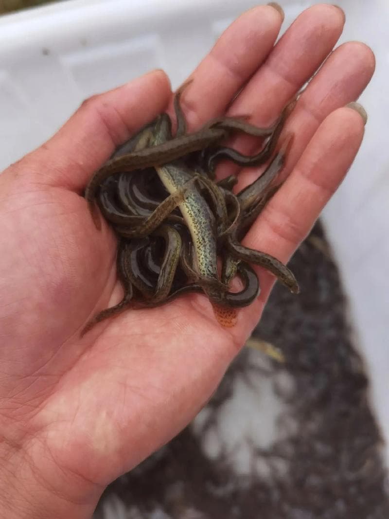 泥鳅在家养能繁殖吗（泥鳅怎么繁殖后代）