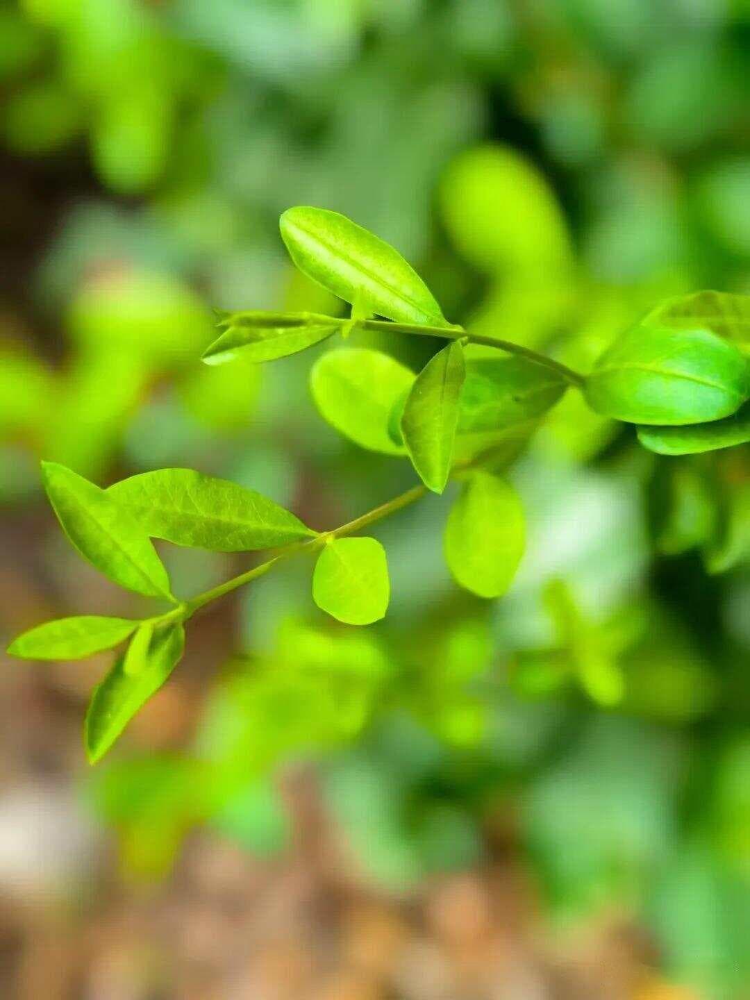 提升思维！四年级《数学游戏与探究进阶》（第三辑）