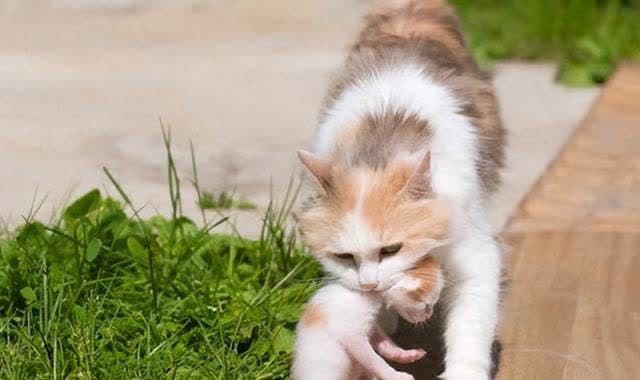 养猫多年才明白：母猫把幼猫叼给你，不是因为信任你