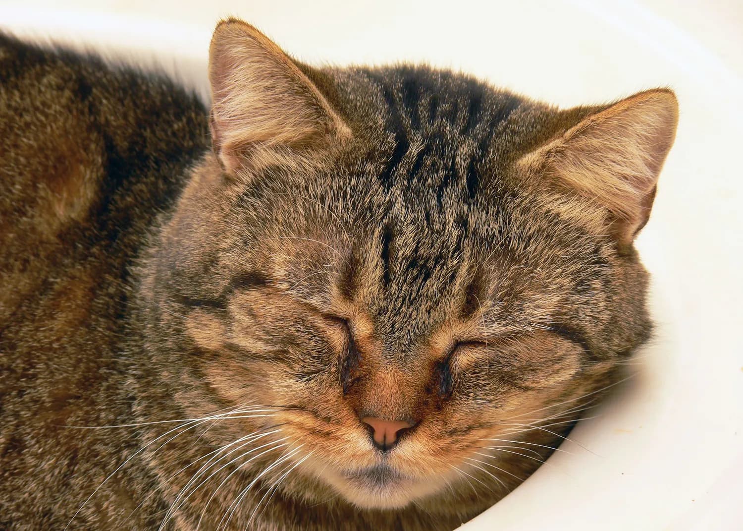 猫咪洗澡频次影响心理健康的真相揭秘