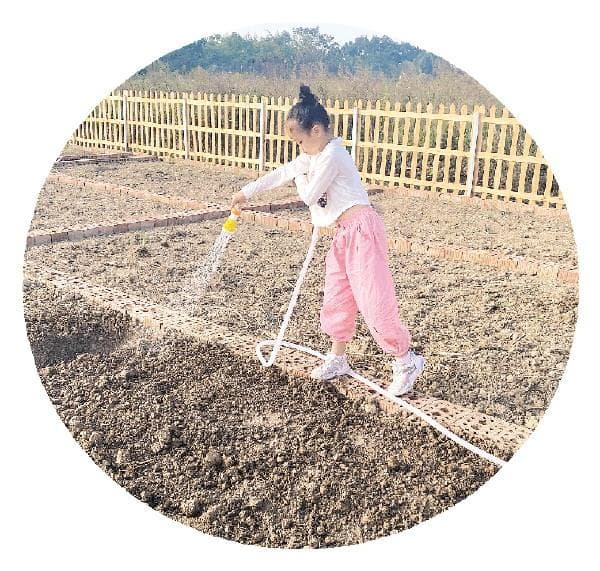 让都市人圆“田园梦” “共享菜园”悄然兴起