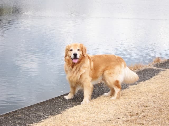 黃金獵犬與拉布拉多的差別是什麼？品種特徵與性格對比解析