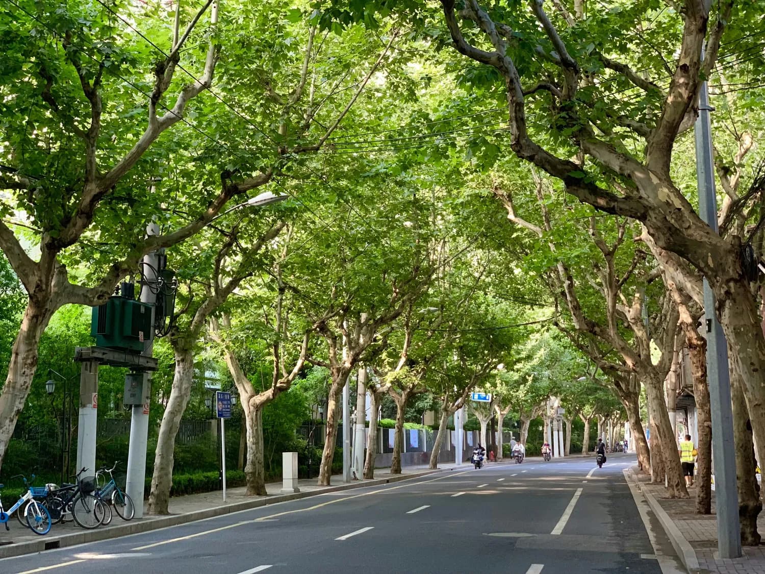 梧桐树PK榕树：沪穗文化大比拼