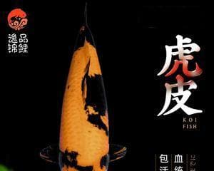 虎皮鱼的养殖之道（打造健康幸福的养殖环境，让虎皮鱼生活更美好）