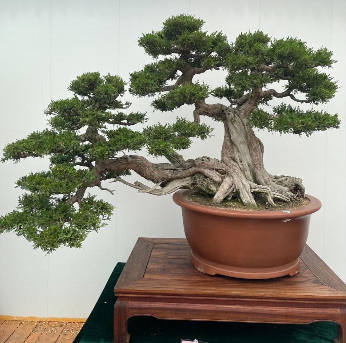 盆景植物冬季养护指南：耐寒与不耐寒品种管理要点