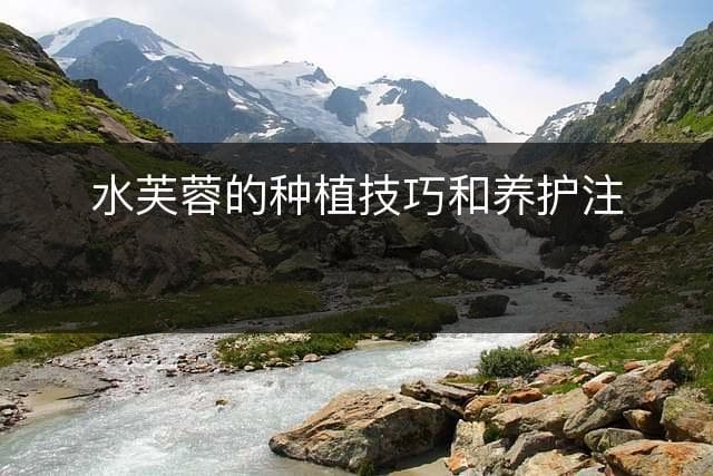 水芙蓉的种植技巧和养护注意事项