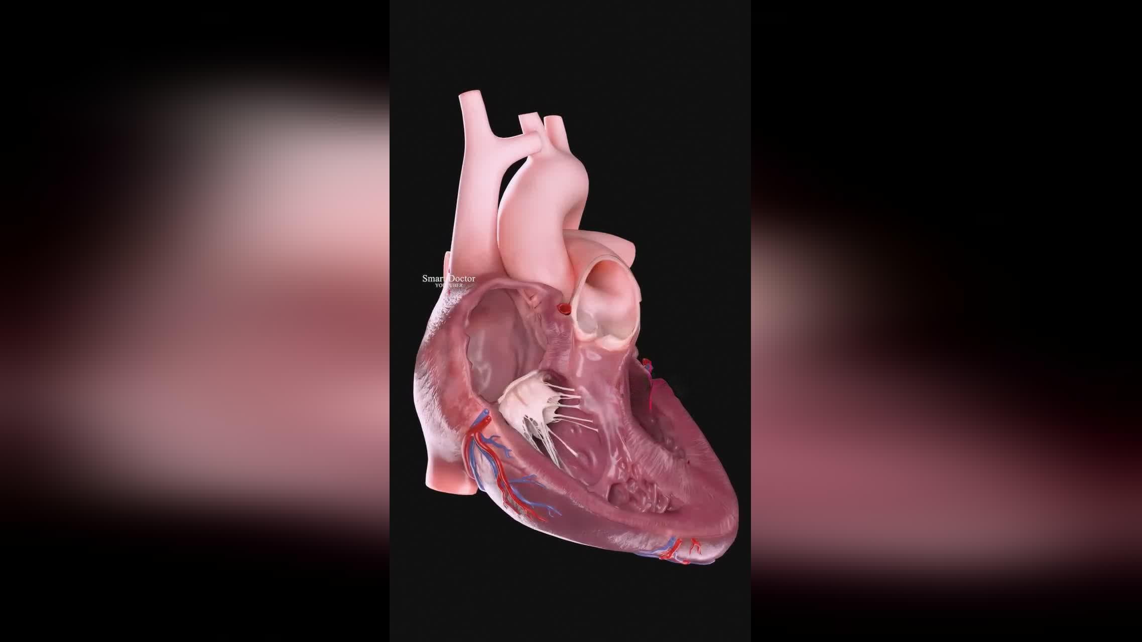 3D动画详解：心脏是如何跳动的？