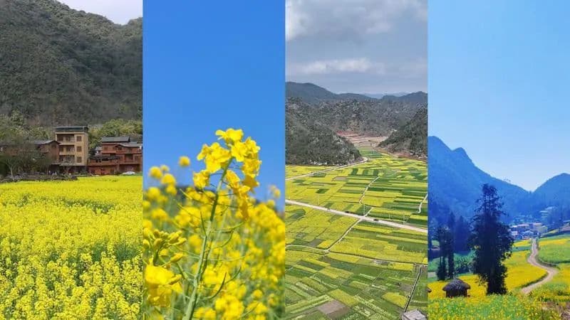 春日赏花地图，文山最值得打卡的赏花点在这里→