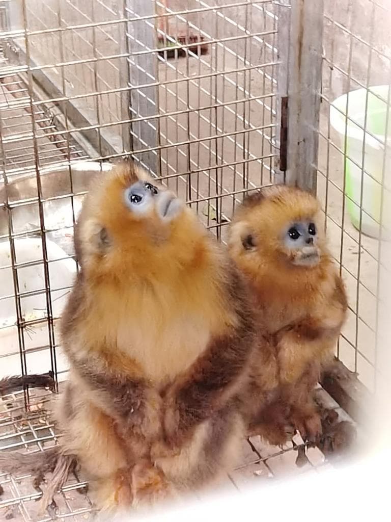 打击涉野生动物犯罪：斩断“身份洗白”“电子猎夹”违法犯罪链条