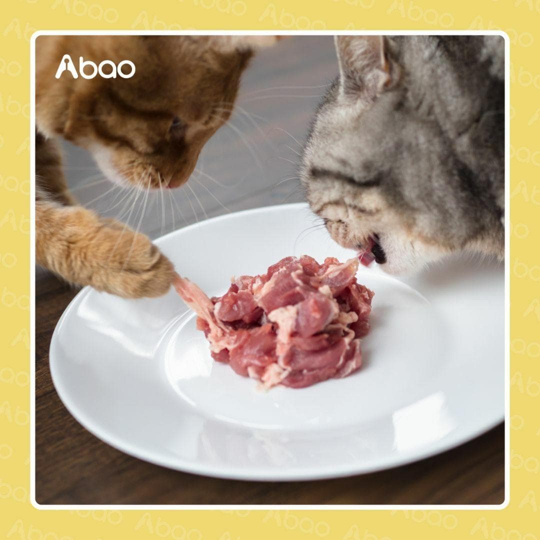猫咪吃什么？全面解析适合猫咪的食物及营养建议