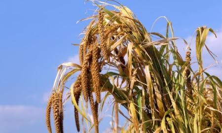 梦见成熟的稻谷：周公解梦中的丰收与寓意
