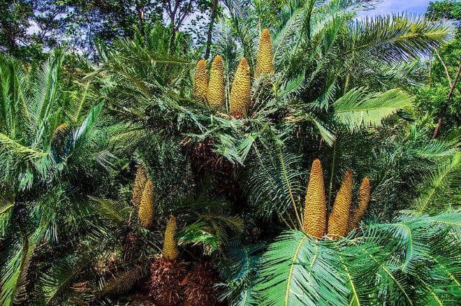 我国野生植物保护的现状、挑战与措施浅谈