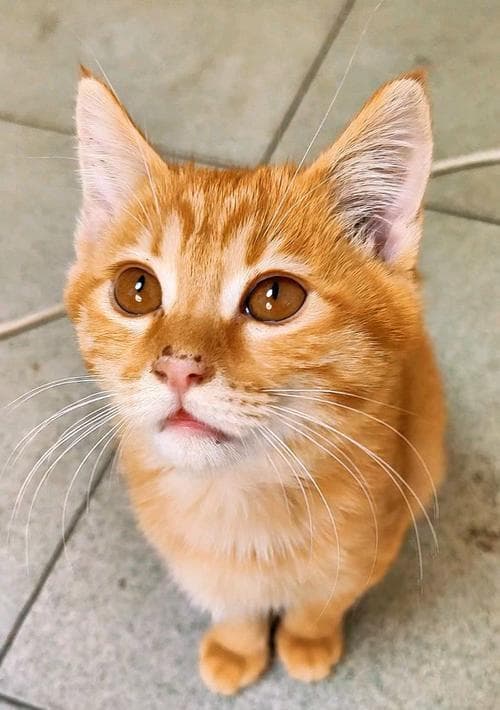 延长猫咪寿命的做法（提高猫咪寿命的养护措施）