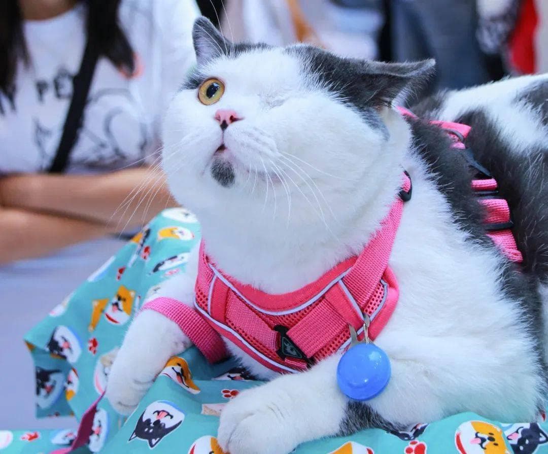 猫咪的治愈力量