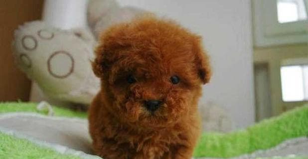 狗狗一年生几次比较好？如何科学安排繁殖周期？