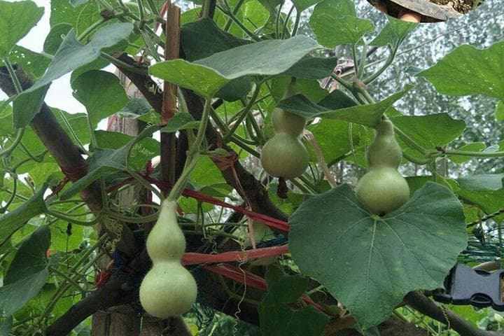葫芦种植全攻略：从播种到收获的完整指南