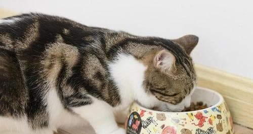 从何时开始让小猫吃猫粮（逐步转变饮食习惯）