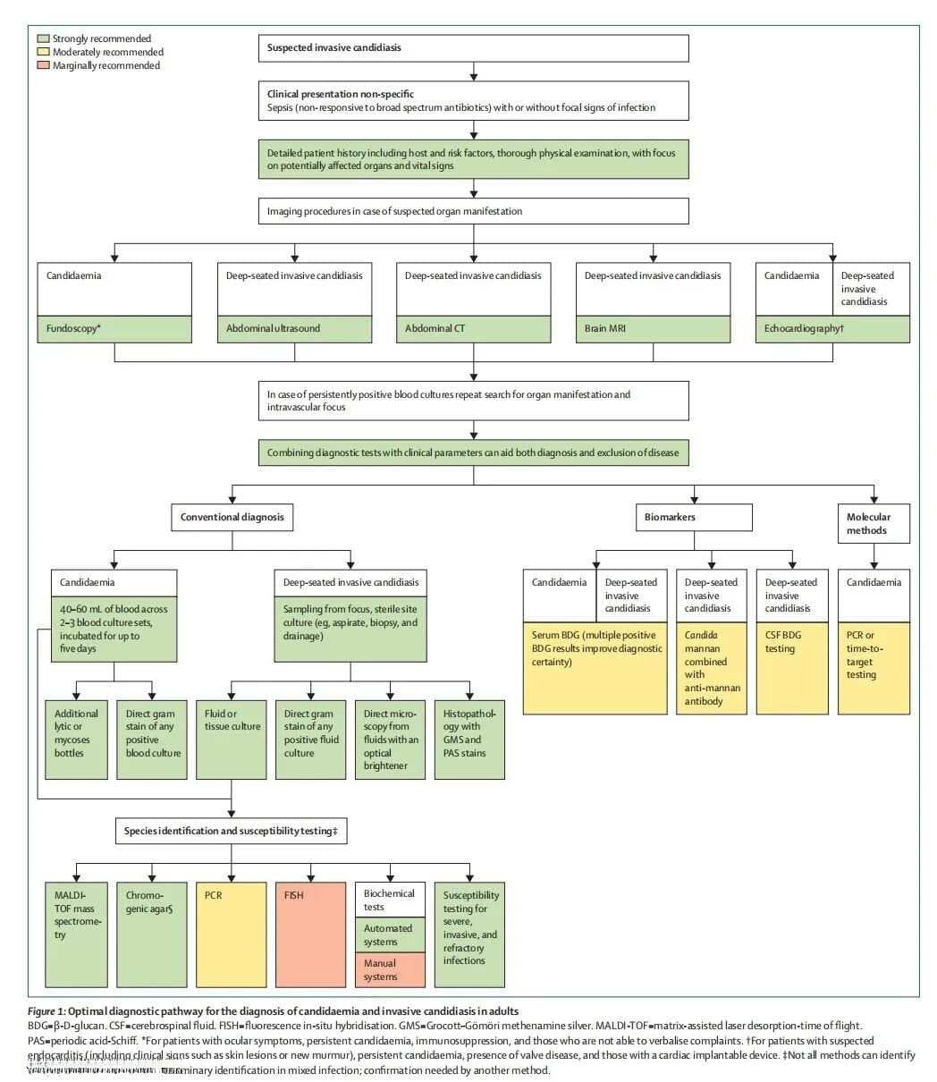 全球念珠菌病诊疗新指南发布：ECMM、ISHAM与ASM联合倡议