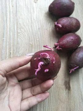 常见食物发芽 什么能吃？什么不能吃？一次说清