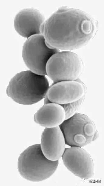 酵母菌：从微观世界到人类生活的神奇微生物