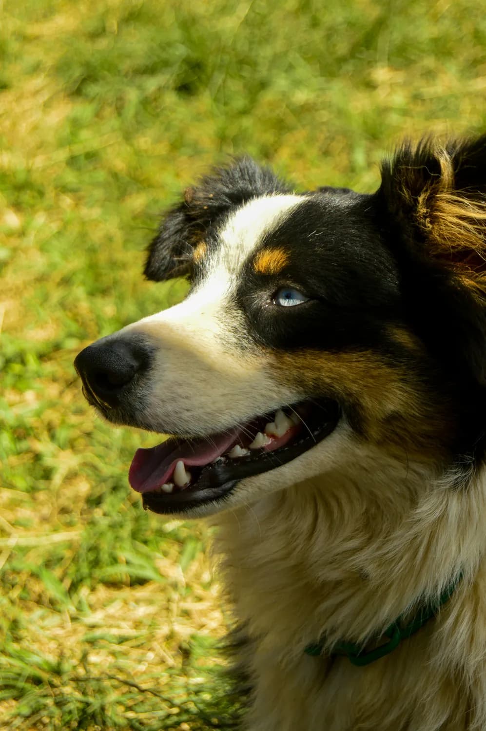 牧羊犬教你如何与羊和平共处