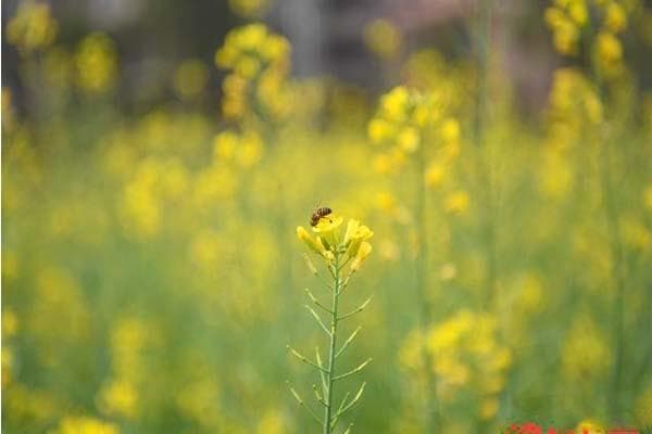 广州花都红山村油菜花最佳观赏时间及游玩攻略