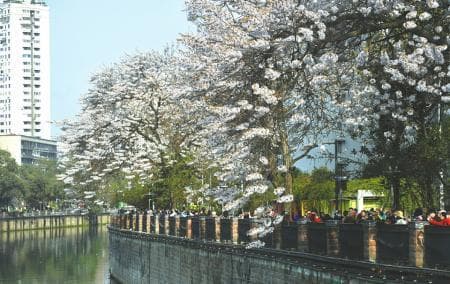 一桥跨四区 成都红星桥到底属于哪个区？