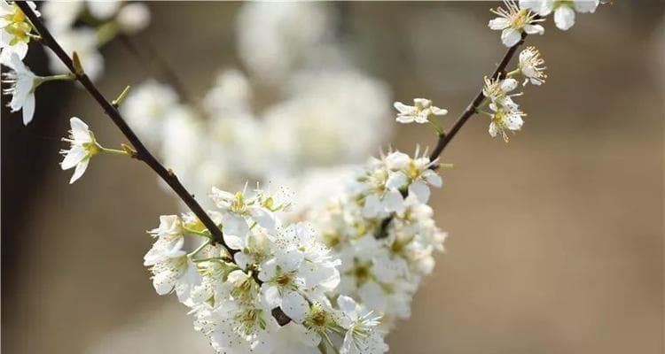 李子开花时间分析（揭开李子开花神秘面纱）