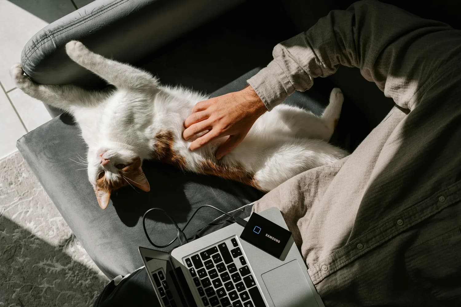 研究证实：猫咪是都市人缓解压力的理想伴侣