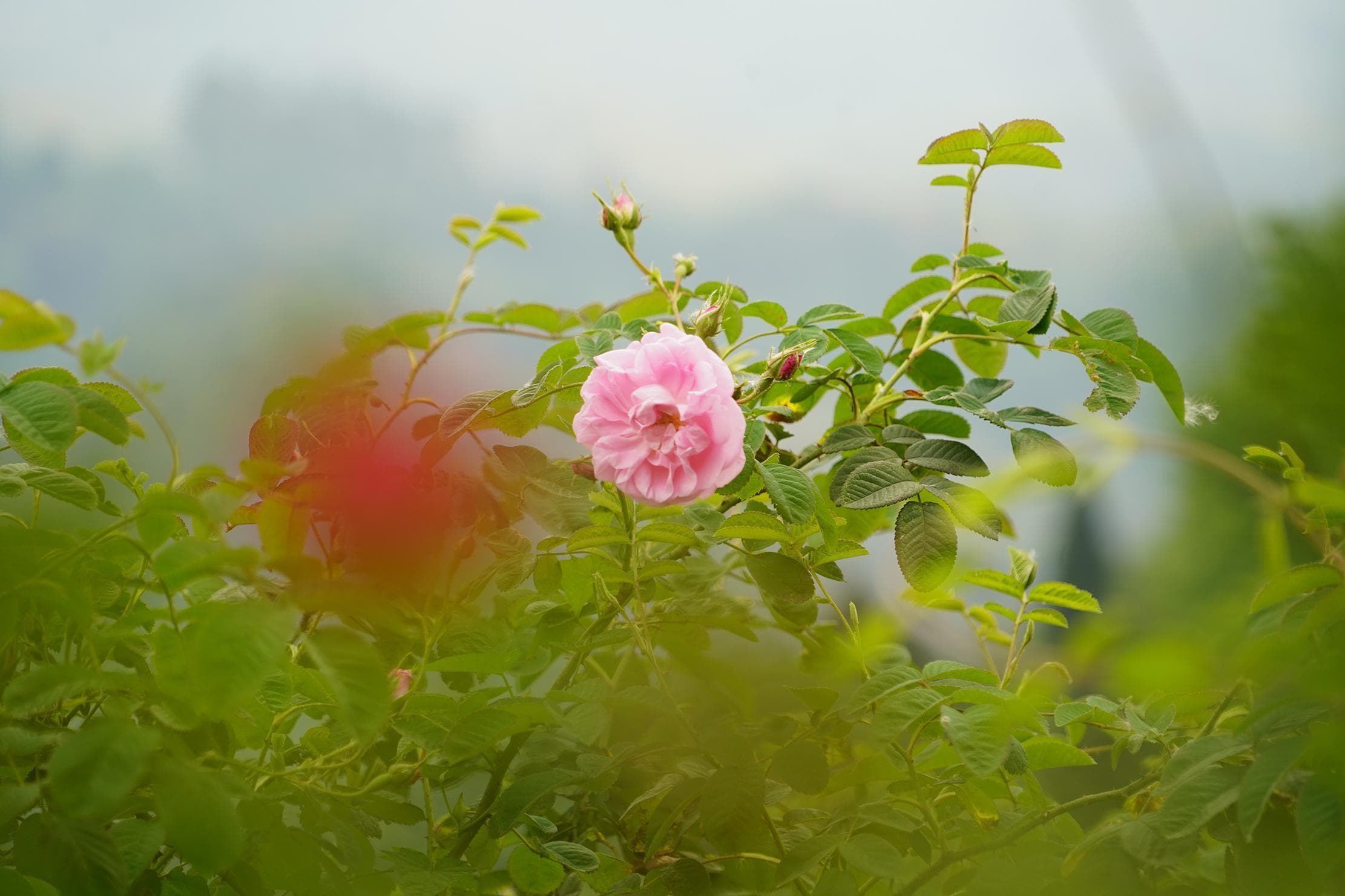 丹棱万年村：以花为媒 美丽经济饱了眼福富了农户