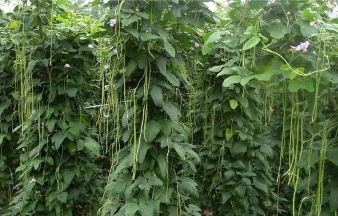 豆角控旺管理：从种植到收获的全程技术指南