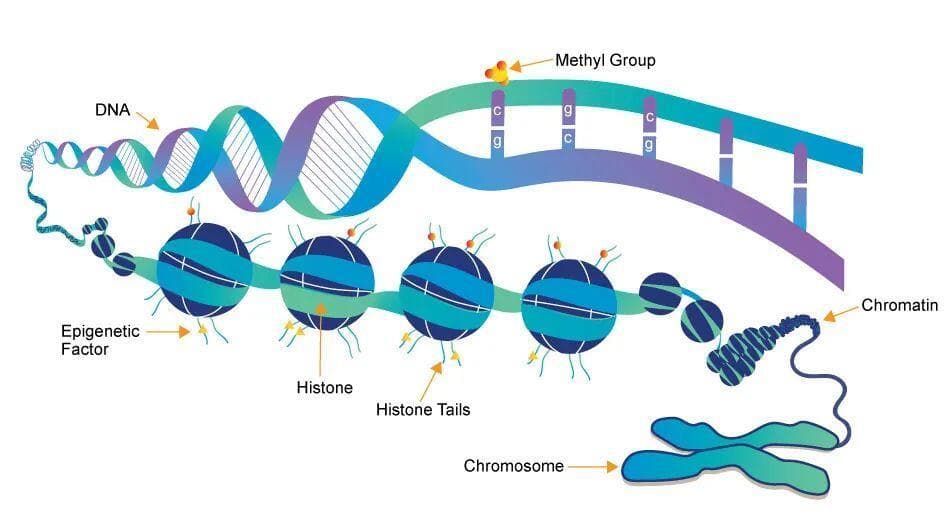 生命科学新发现：BRD4的表观遗传调控功能