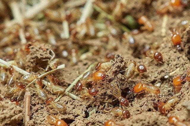 入侵物种有哪些？如何防治外来生物入侵？