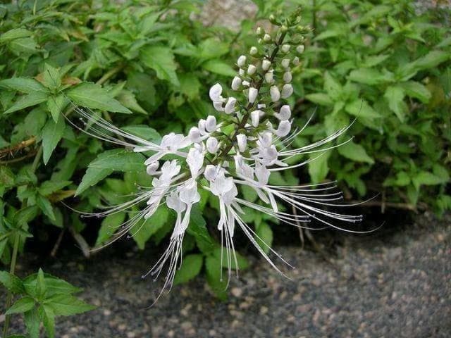 猫须草：一种兼具药用和观赏价值的奇特植物