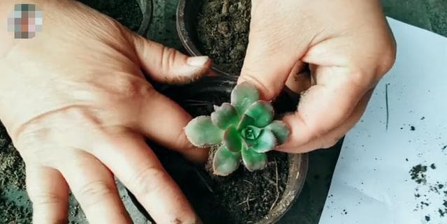 利用松针制作优质花土（松针花土的制作方法及优势分析）