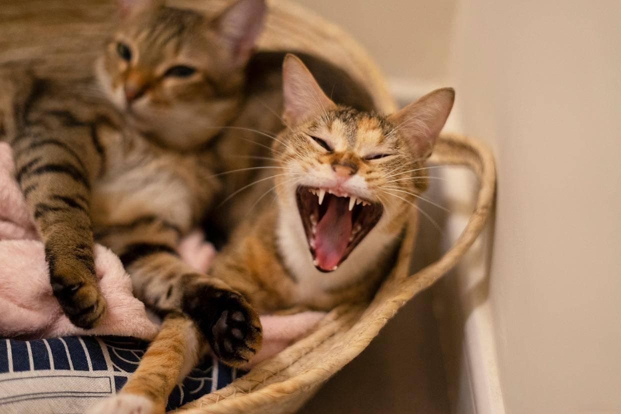 猫咪一直叫唤是怎么回事？原来猫咪叫，有这些原因
