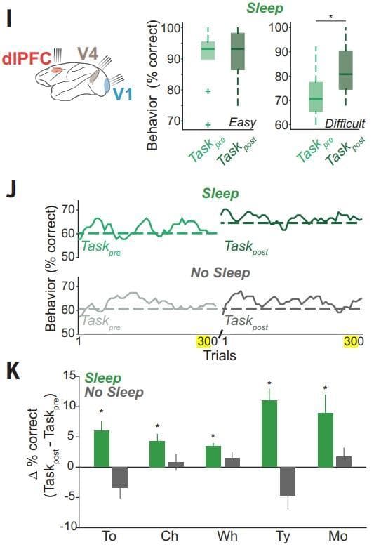 Science最新研究：午睡半小时，大脑“重启”，进入最佳状态