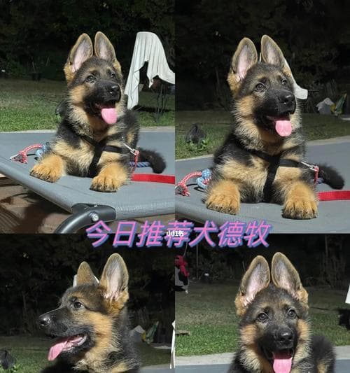德牧幼犬的价格及挑选技巧（了解德国牧羊犬幼犬市场，精心选择你的新家庭成员）