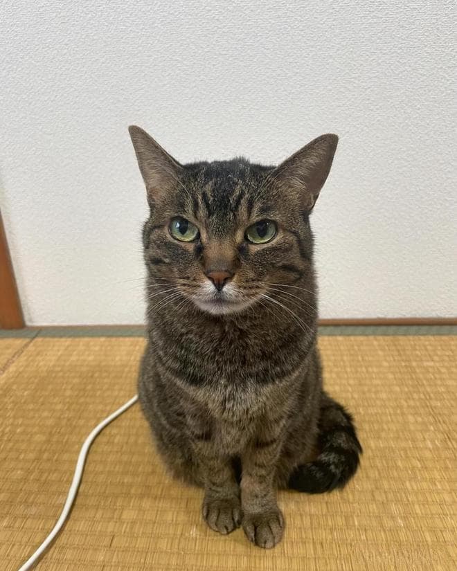 猫咪的嗅觉太神奇了！你造吗？猫鼻子并不是唯一能闻到气味的器官