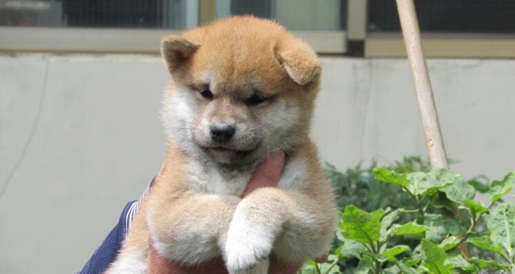 成年柴犬的饮食需求及注意事项