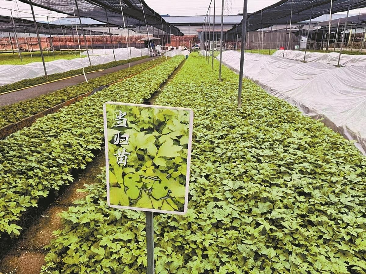 小野菜“长”出大产业丨又到踏春“打野”季，广西人对野菜的执着有点不一样