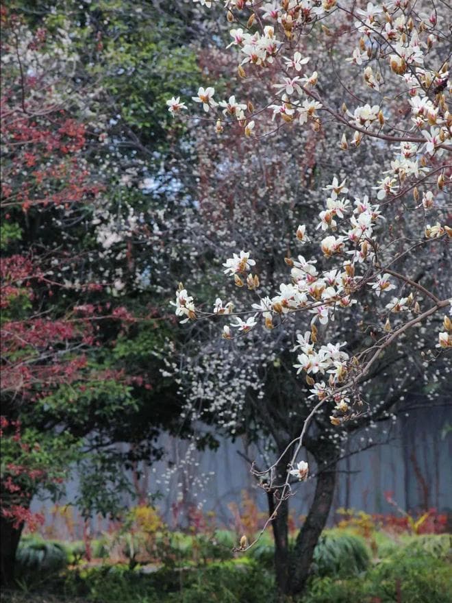 武汉春季赏花全攻略，跟着花期邂逅烂漫春光！