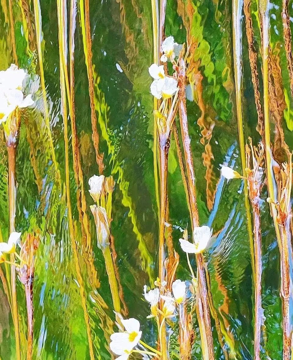“水性杨花”：一种美丽的濒危水生植物