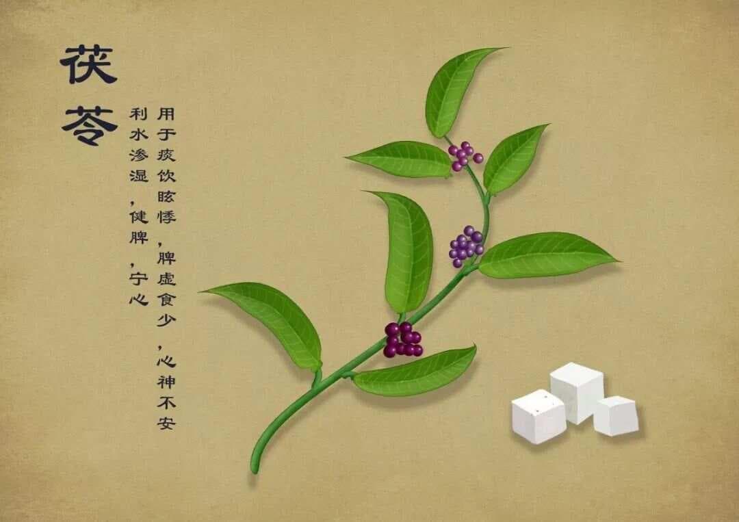 这个除痰饮的经方原来是中医版胃动力药
