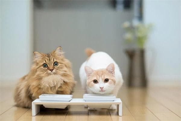 猫咪吃肝脏的好处与危害：科学喂养指南