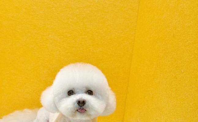 比熊犬和马尔济斯犬的区别：选择最适合你的小型犬伴侣