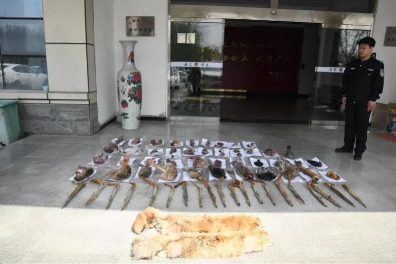 跨10省非法狩猎案告破，35人被抓涉案600万