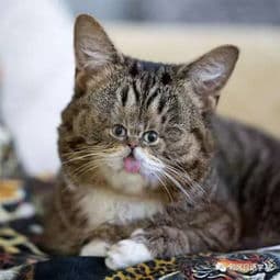 猫咪攻击原因及应对策略探讨